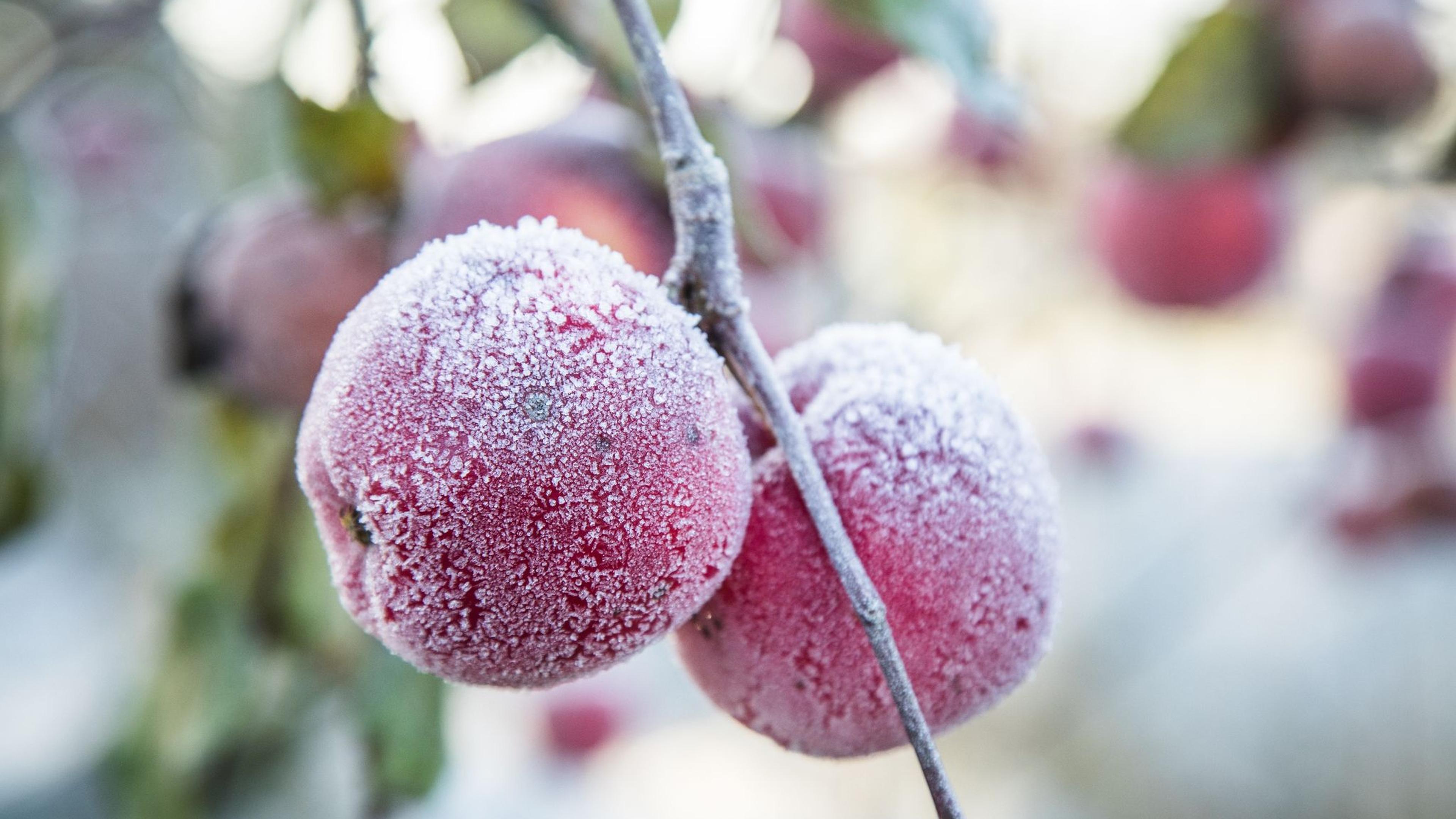 Überwinterungstipps für Obstbäume auf dem Balkon Aachener Zeitung